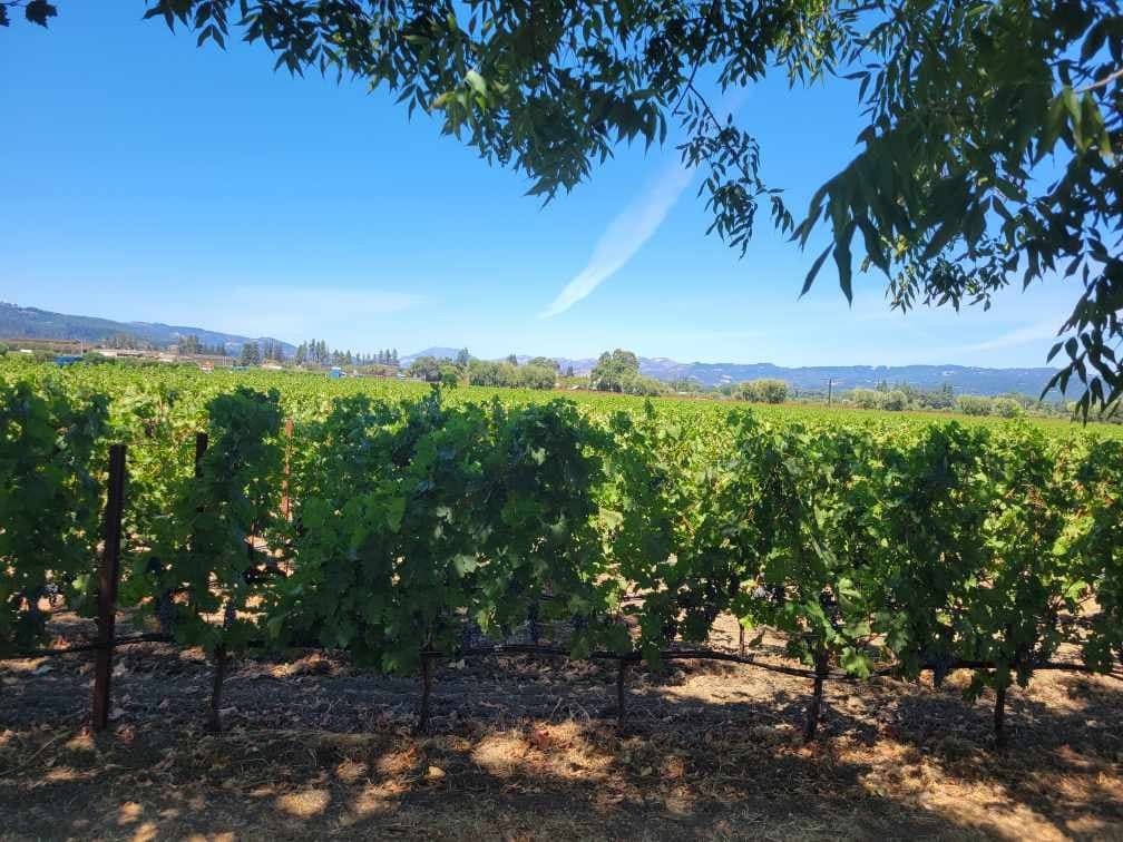 Napa Valley charm with picture from limousine showing fields of grapes. 